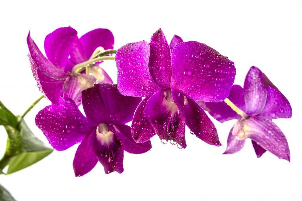 Цветок дендробиум: описание, уход в домашних условиях, размножение, фото