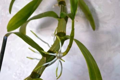 Три способа размножения орхидеи дендробиум