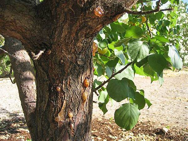 Болезни абрикосовых деревьев и их лечение – фото и описание признаков