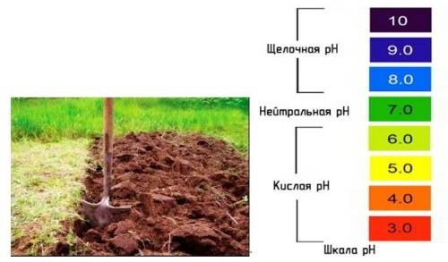 Как определить кислотность почвы научными и народными методами