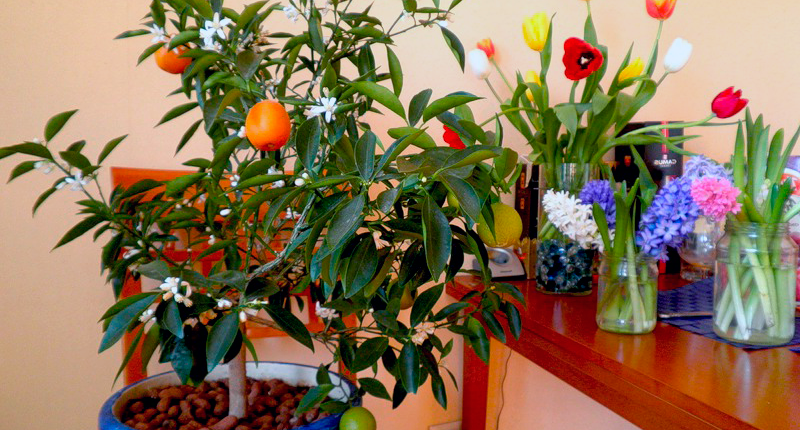 Как вырастить апельсин из косточки в домашних условиях и получить плодоносящее дерево: рекомендации цветоводам по выращиванию экзотического дерева