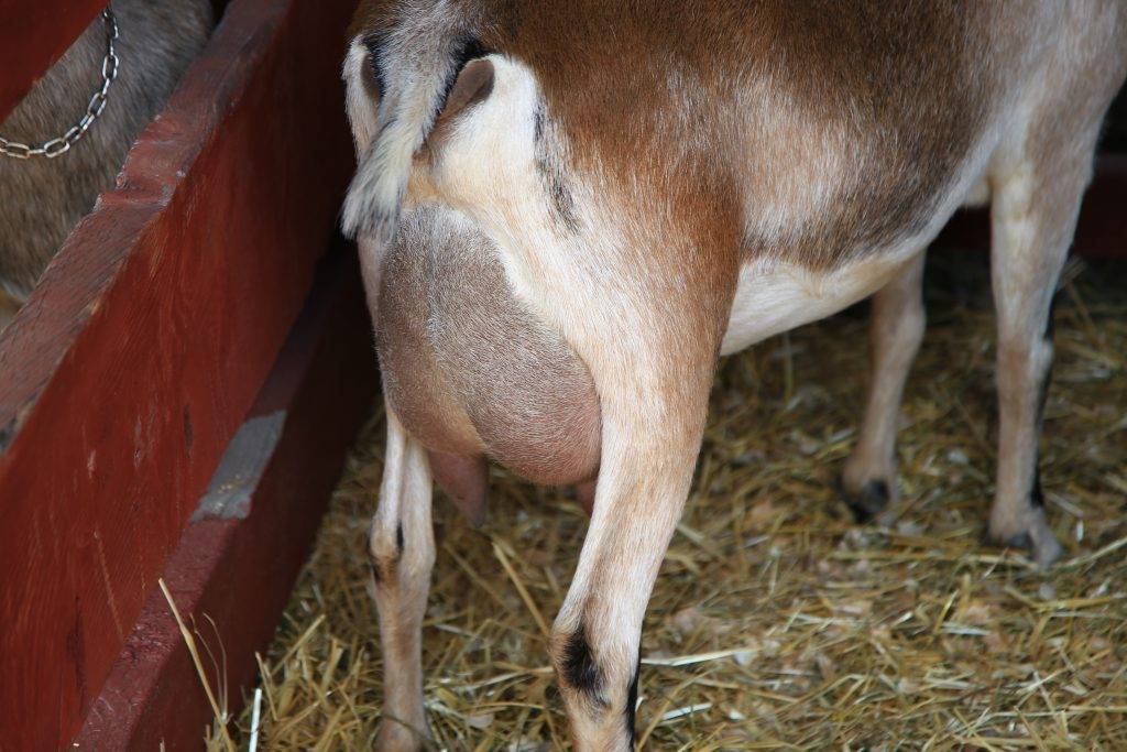 Болезни коз и их симптомы, лечение