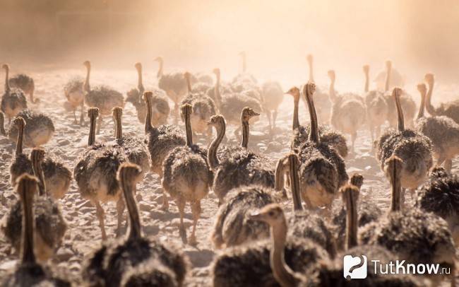 Все о разведении страусов: правила, выгода, расходы и продуктивность