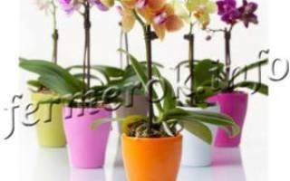 У орхидеи желтеют листья: причины и эффективные способы борьбы
