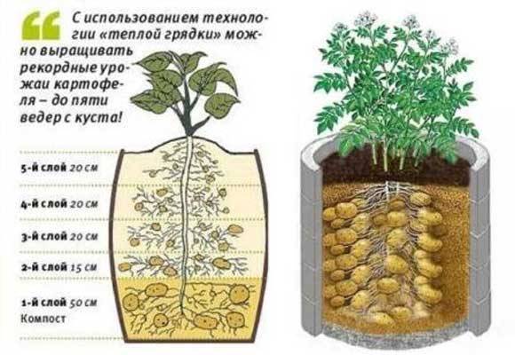 Методы посадки (выращивания) картофеля – топ 9 способов