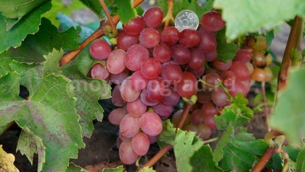 Виноград анюта: особенности сорта и советы по уходу