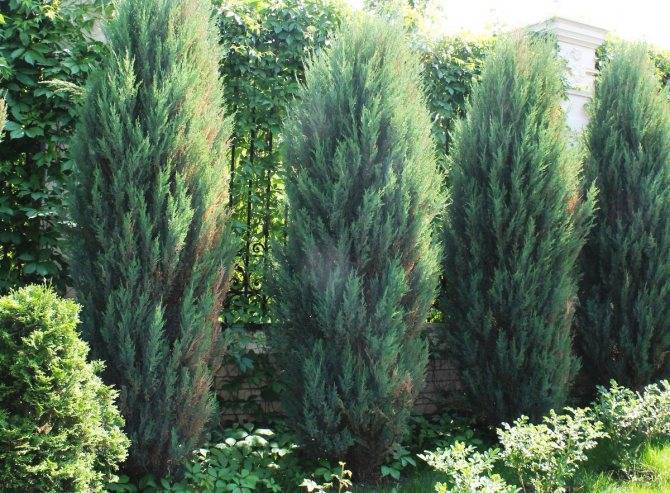 Можжевельник обыкновенный грин карпет (juniperus communis green carpet)