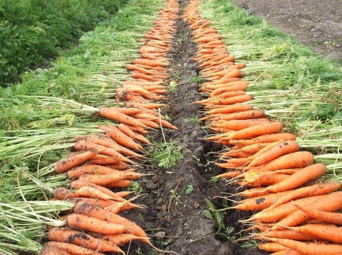 Советы огородникам: с чем рядом можно сажать морковь?