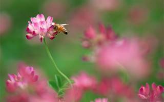 Сафлор как медонос для пчел. польза для пчеловодства. выращивание и уход и все об этом
