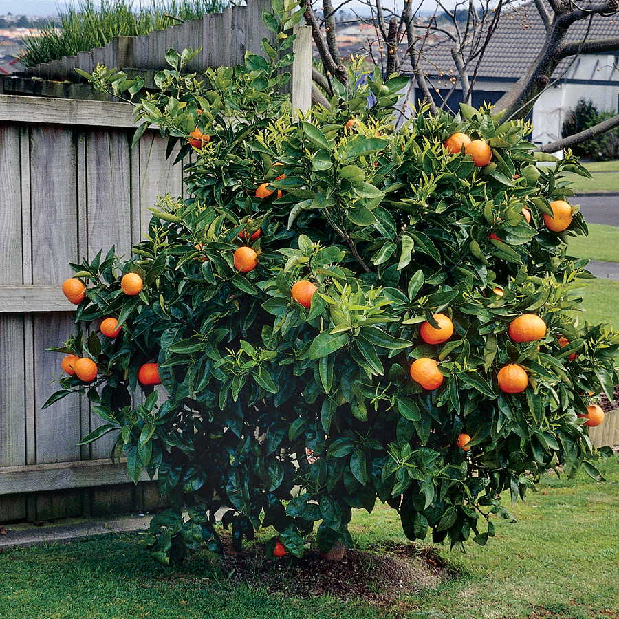 Апельсиновое дерево — уход в домашних условиях, выращивание из косточки, фото