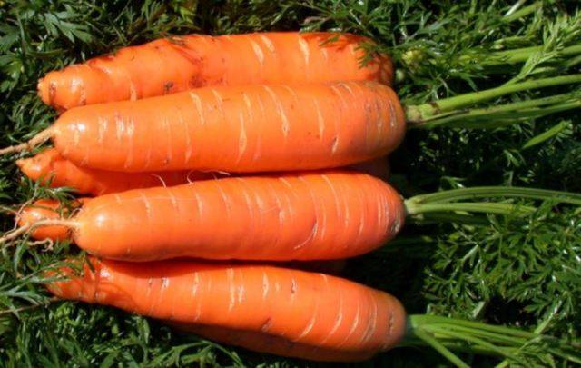 Самые лучшие сорта моркови для хранения на зиму