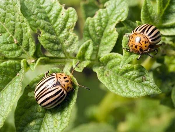 Горчица и уксус от колорадского жука: эффективность, отзывы