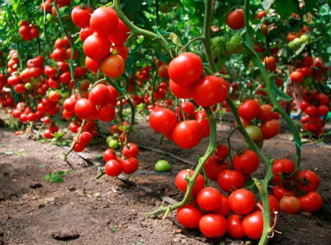 Важно знать болезни томата в лицо, чтобы своевременно оказать растению помощь