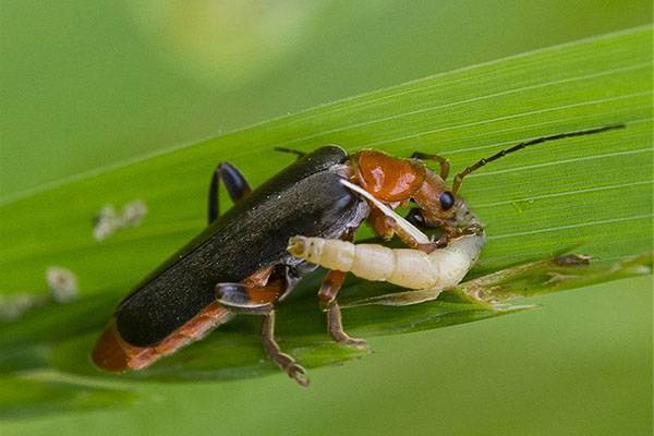 Знакомимся с чудесным насекомым — жук-знахарь