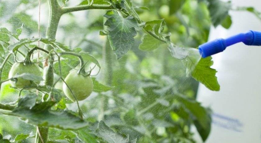 Методы борьбы с белокрылкой на помидорах в теплице
