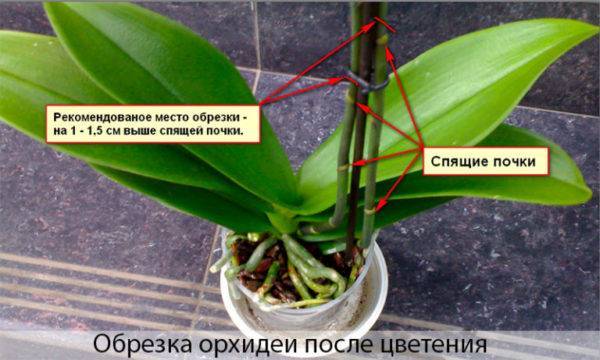 Подсказка для любителей орхидей: как размножить в домашних условиях через цветонос. основные правила и рекомендации