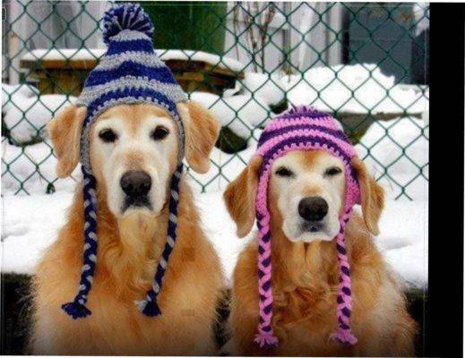 Обогрев собачьей будки на зиму