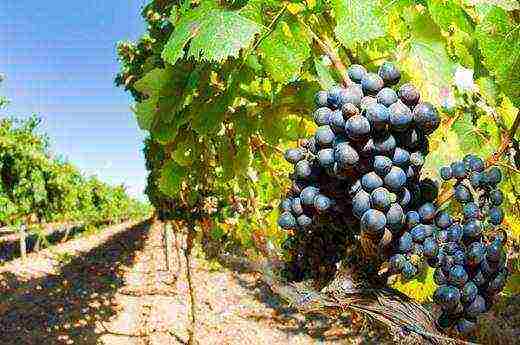 Как выбрать сорт винограда и обеспечить ему уход на урале
