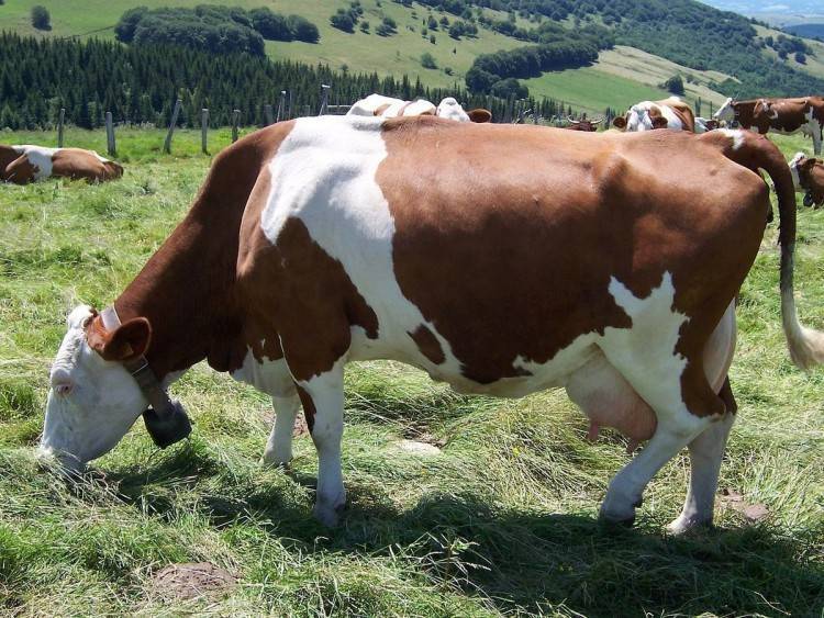 Топ-15 лучших пород коров