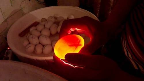 Причины появления у кур необычных яиц