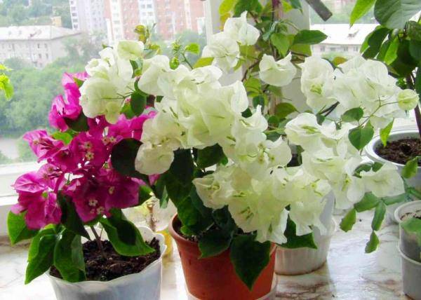 Выращиваем “бумажный цветок”, или бугенвиллию в домашних условиях