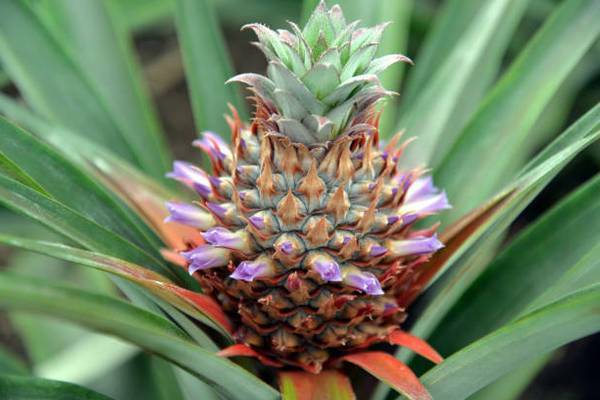 Как выбрать и сохранить свежий ананас