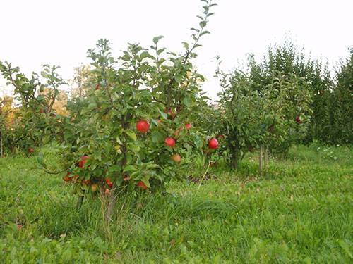 Яблоня беркутовское — описание сорта