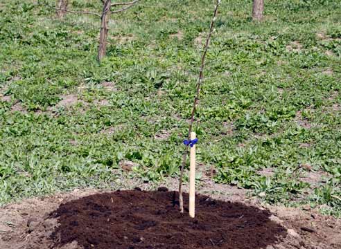 Посадка яблони весной — секреты обильного урожая
