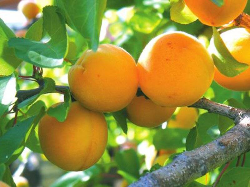 Обзор заболеваний и вредителей абрикоса