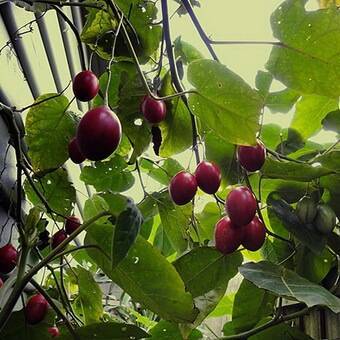 Чем полезны плоды томатного дерева или тамарилло?