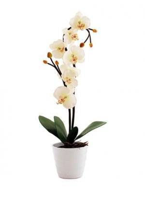Рассказываем, можно ли пересаживать цветущую орхидею