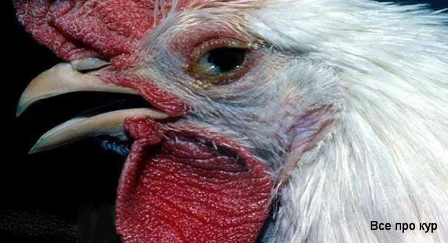 Бройлеры чихают и хрипят — чем лечить цыплят и взрослых кур