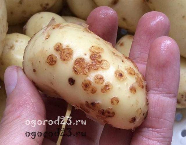 Болезни картофеля — фото, описание и лечение парши, сухой гнили