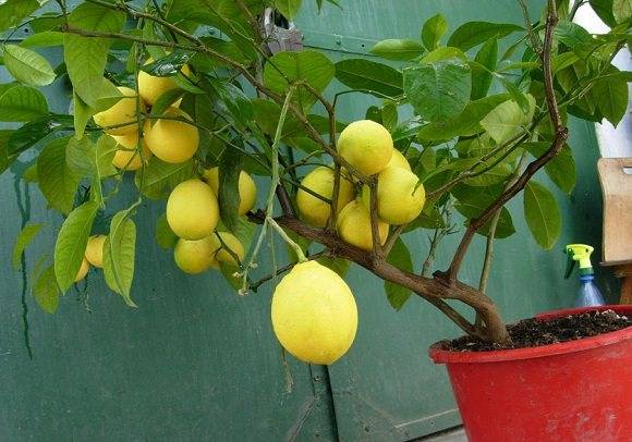 Прививка лимона в домашних условиях: в какое время года лучше и как ухаживать, чтобы черенок плодоносил
