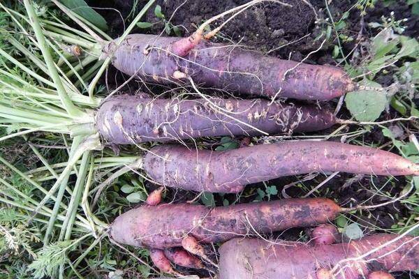 Изначально морковь была фиолетового цвета