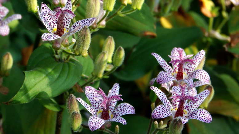 Цветок трициртис: посадка и уход в открытом грунте, фото, выращивание в саду