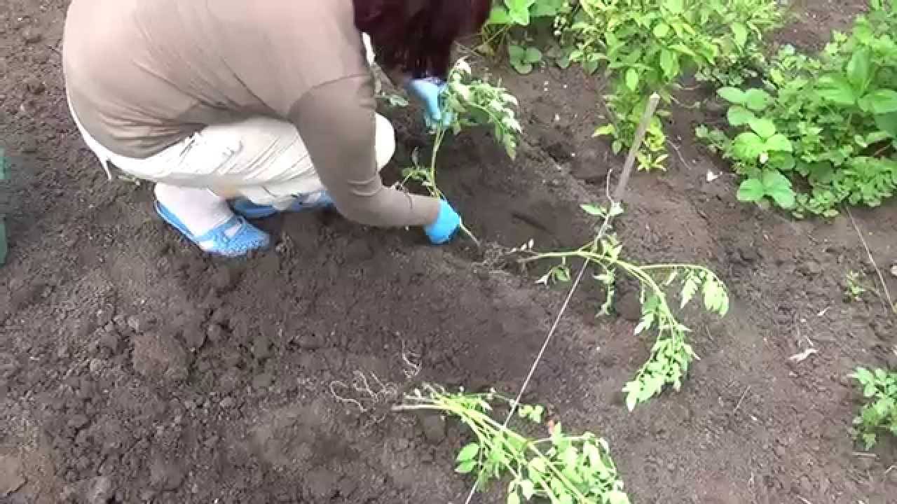 Видео: выращивание томатов в открытом грунте