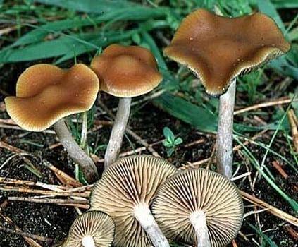 Опасность надо знать в лицо — галлюциногенные грибы