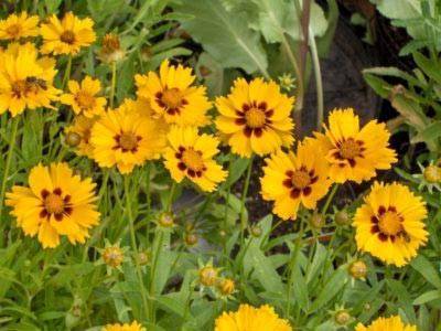 Кореопсис санбарст — неприхотливый цветущий многолетник в вашем саду