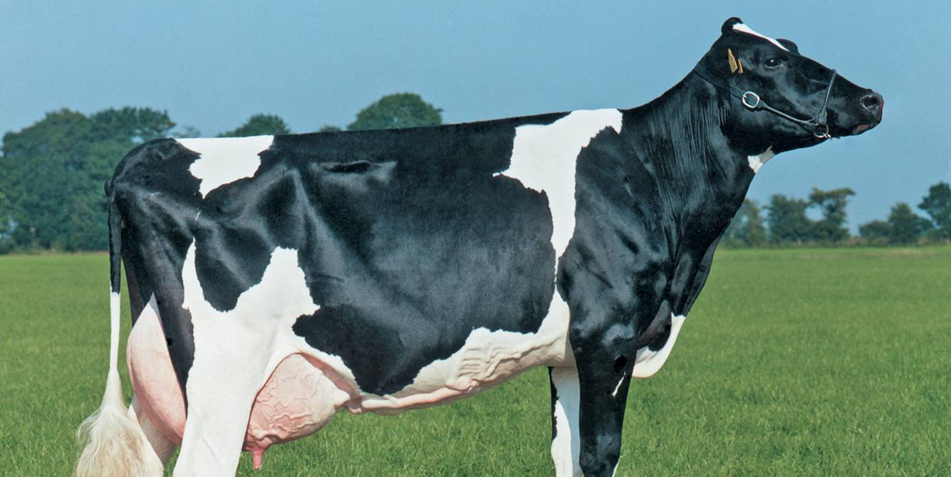 История голштинской породы коров