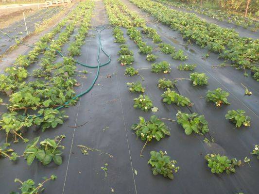 Инструкция, как посадить и выращивать клубнику в агроволокне