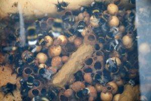 Как сделать отводок пчел весной: видео и описание способов