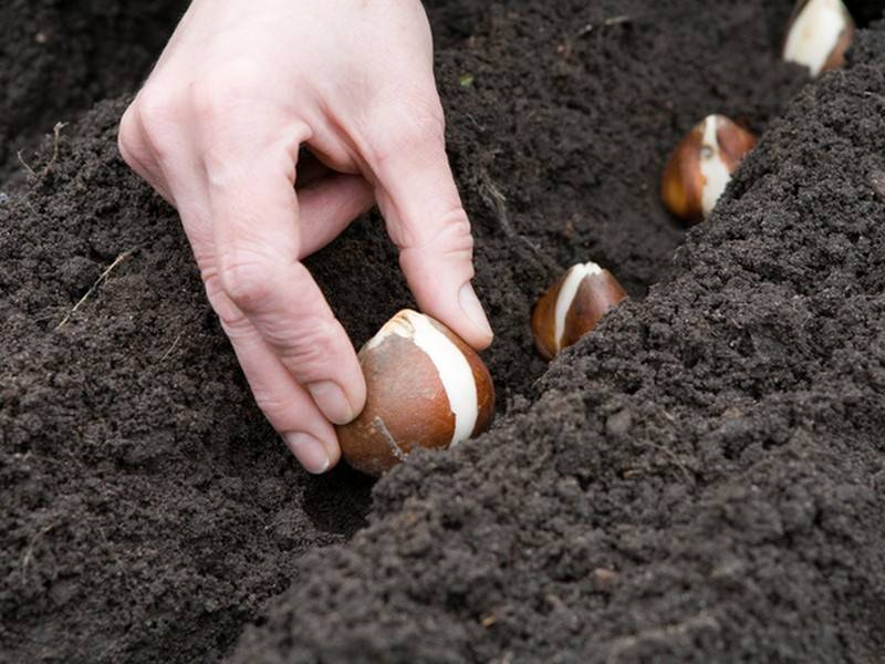 Как выращивать тюльпаны и когда сажать осенью в открытый грунт
