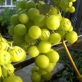 Лучшие винные сорта винограда