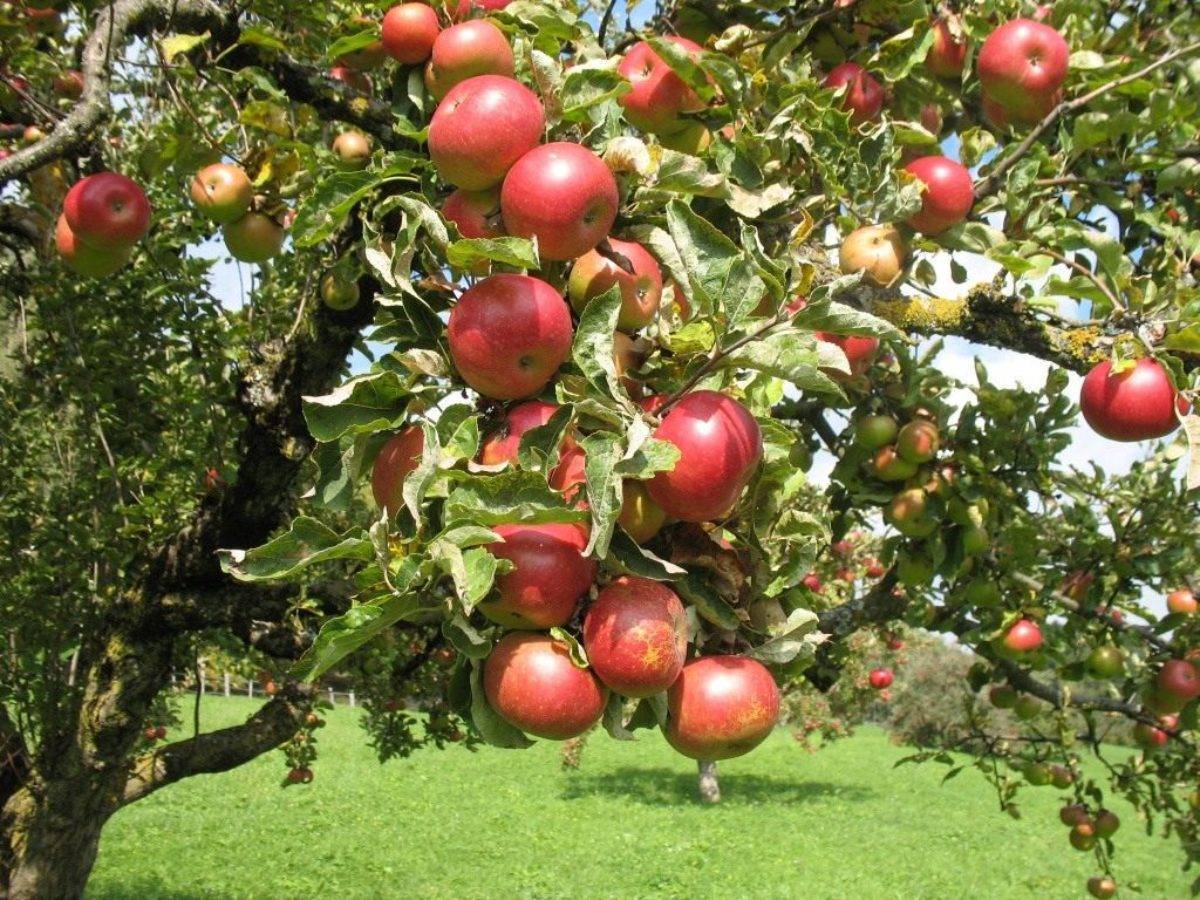Сорта яблонь для Ленинградской области