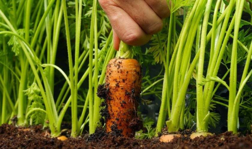Болезни и вредители моркови: как распознать и бороться
