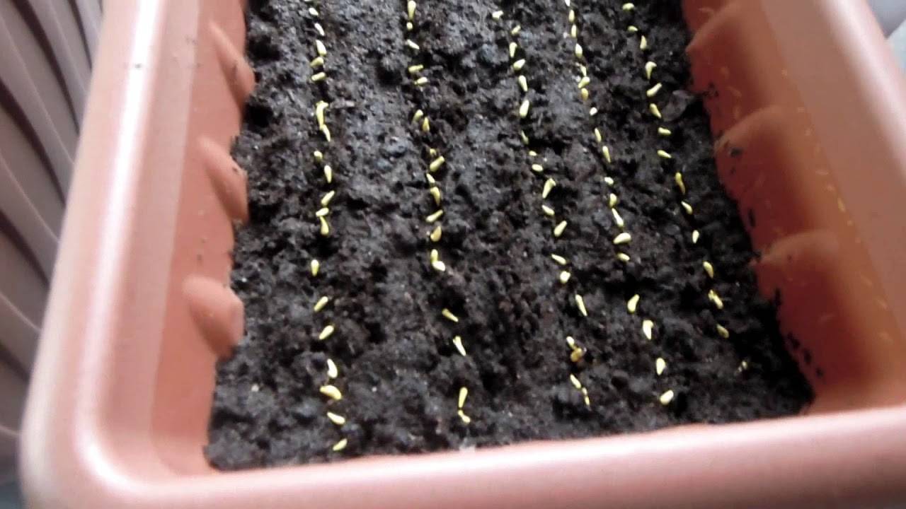 Выращивание гацании из семян, посадка и уход