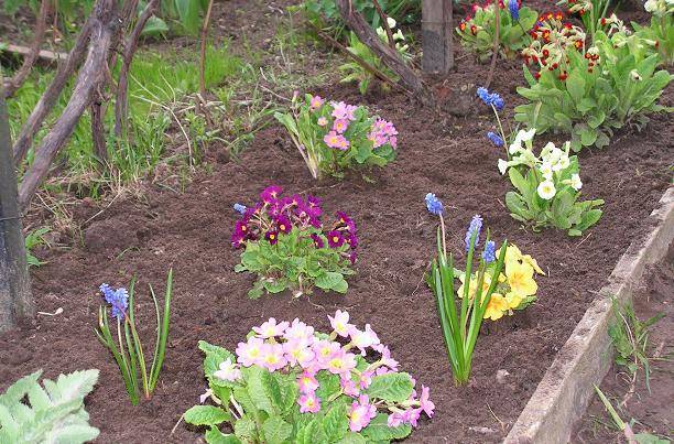Какие растения посадить и посеять в цветник в мае