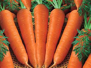 Технология выращивания моркови в открытом грунте