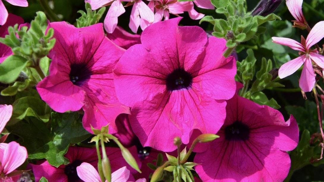 5 правил обильного цветения петуний